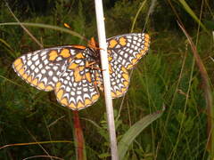 Euphydryas phaeton