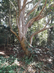 Syzygium tierneyanum