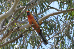 Platycercus elegans adelaidae