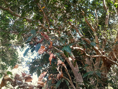 Syzygium tierneyanum