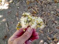 Syzygium tierneyanum