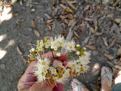 Syzygium tierneyanum
