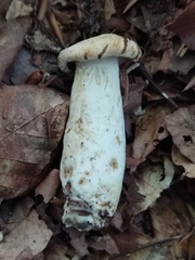 Leucopaxillus