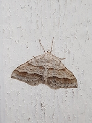 Perizoma parallelolineatum