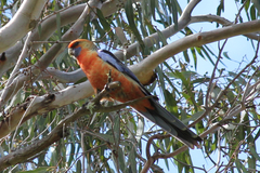 Platycercus elegans adelaidae