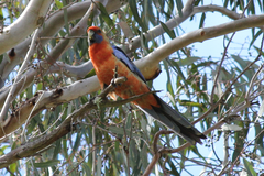 Platycercus elegans adelaidae