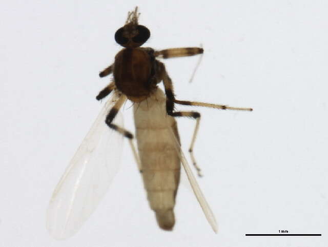 Bezzia (Diptera (flies) of the British Indian Ocean Territory ...