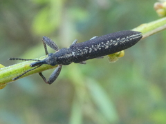 Rhinotia