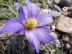 Pulsatilla bungeana