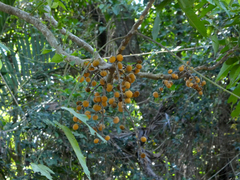 Dysoxylum gaudichaudianum