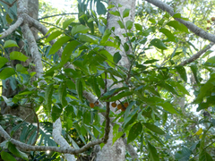 Dysoxylum gaudichaudianum