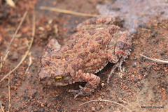 Poyntonophrynus fenoulheti