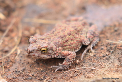 Poyntonophrynus fenoulheti