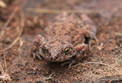 Poyntonophrynus fenoulheti