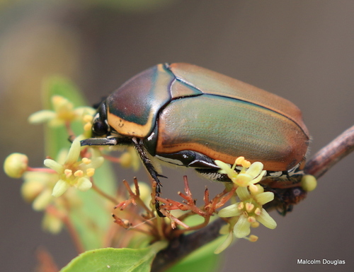 Dischista cincta