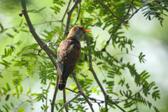 Chrysococcyx xanthorhynchus xanthorhynchus