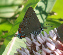 Satyrium edwardsii