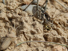 Ceraeocercus fuscipennis