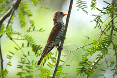 Chrysococcyx xanthorhynchus xanthorhynchus