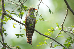 Chrysococcyx xanthorhynchus xanthorhynchus