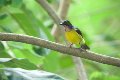 Anthreptes malacensis malacensis