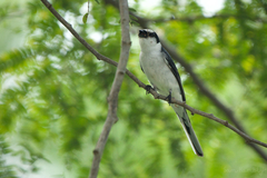 Pericrocotus divaricatus