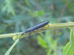 Rhinotia