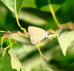 Satyrium edwardsii