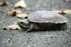 Malayemys macrocephala