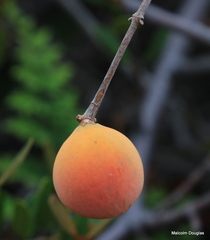 Ancylobothrys capensis