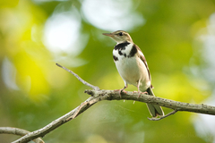 Dendronanthus indicus