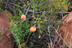 Ancylobothrys capensis