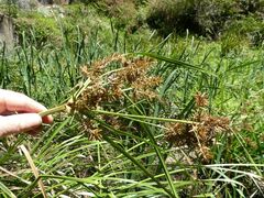 Cyperus lucidus