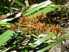 Cyperus lucidus