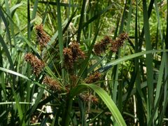 Cyperus lucidus