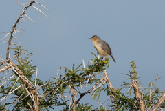 Cisticola erythrops