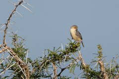 Cisticola erythrops
