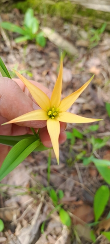Image of Gloriosa Lindenii (Gloriosa lindenii) by (c) Mathew Rees, some rights reserved (CC BY)