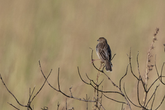 Cisticola natalensis
