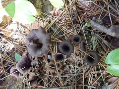 Craterellus caeruleofuscus