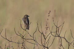 Cisticola natalensis