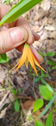 Image of Gloriosa Lindenii (Gloriosa lindenii) by (c) Mathew Rees, some rights reserved (CC BY)
