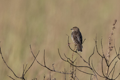 Cisticola natalensis