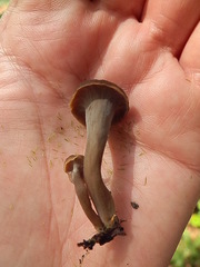 Craterellus caeruleofuscus