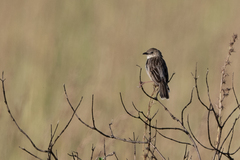 Cisticola natalensis