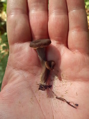 Craterellus caeruleofuscus