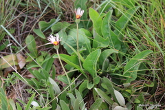 Gerbera viridifolia