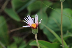 Gerbera viridifolia