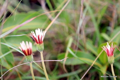 Gerbera viridifolia