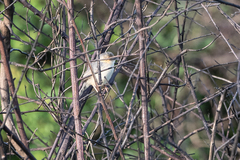 Cisticola erythrops
